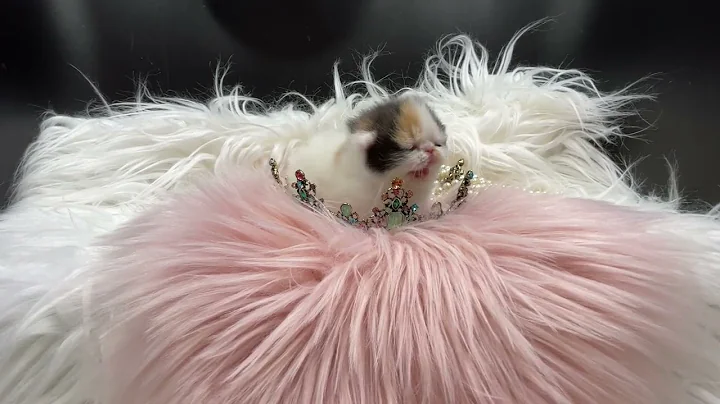 Video 3755651: calico exotic shorthair kitten, exotic shorthair calico female, exotic shorthair baby, kitten show quality, meow baby, meet meow, little meow, gorgeous kittens