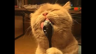 😺 Какой кайф! 🐶 Прикольное видео с собаками, кошками и котятами! 🐱