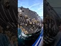 #Whales #Ocean #OceanLife #WhaleWatching #MarineLife #SeaLife #BlueWhale #UnderwaterWorld