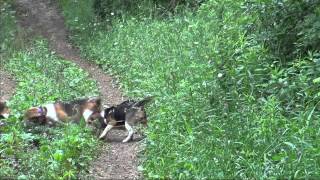 Skyviews Beagles Mark & Don Pleasure Running Girls New Location