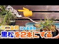【ミニ黒松】植え替えと取り木【盆栽への道】最後に重大発表あります。 black pine bonsai