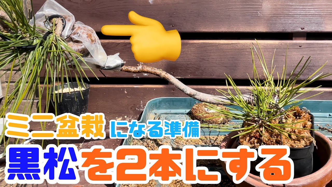 【ミニ黒松】植え替えと取り木【盆栽への道】最後に重大発表あります。　black pine bonsai