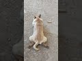 مرحبا