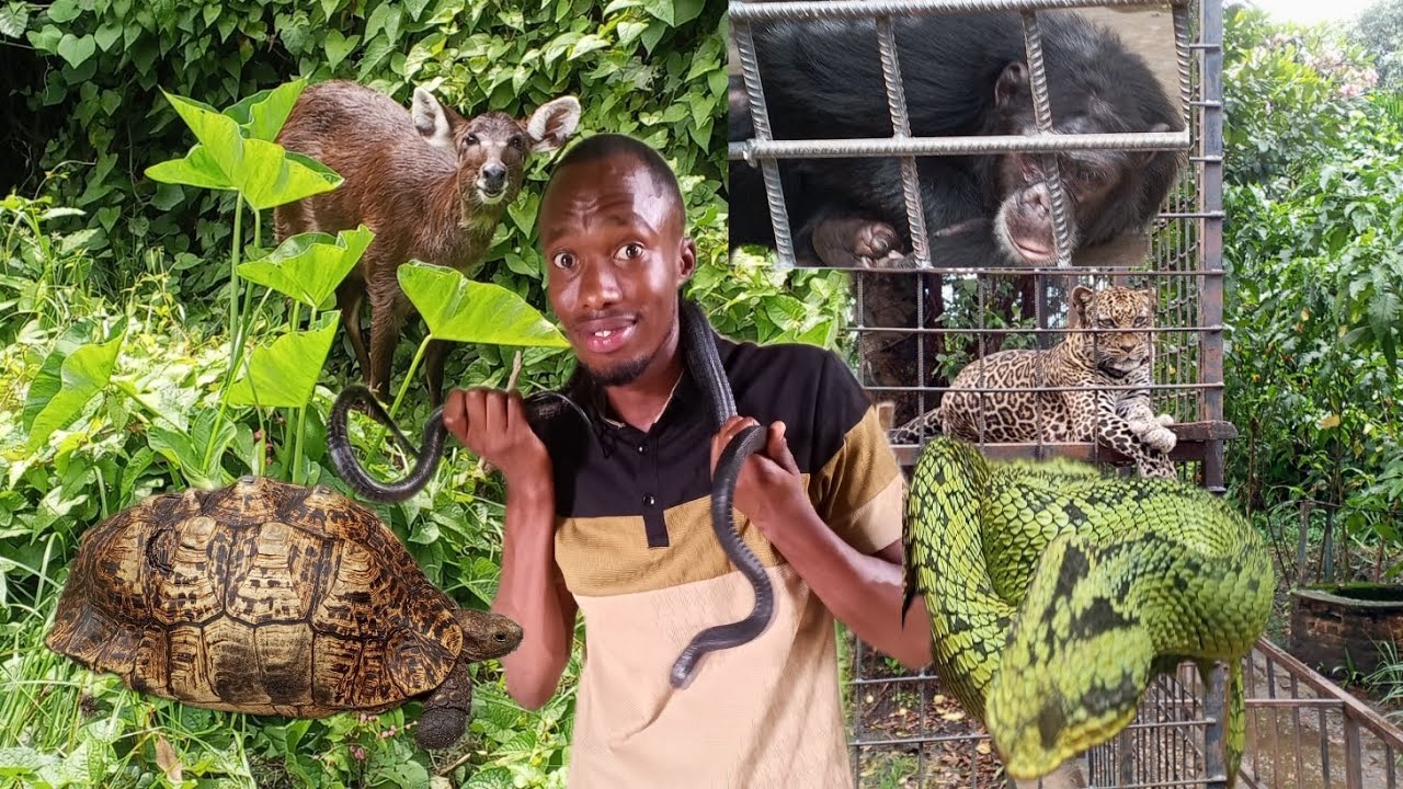 Inside Burundi’s Wildlife Museum – You Won’t Believe These Animals!