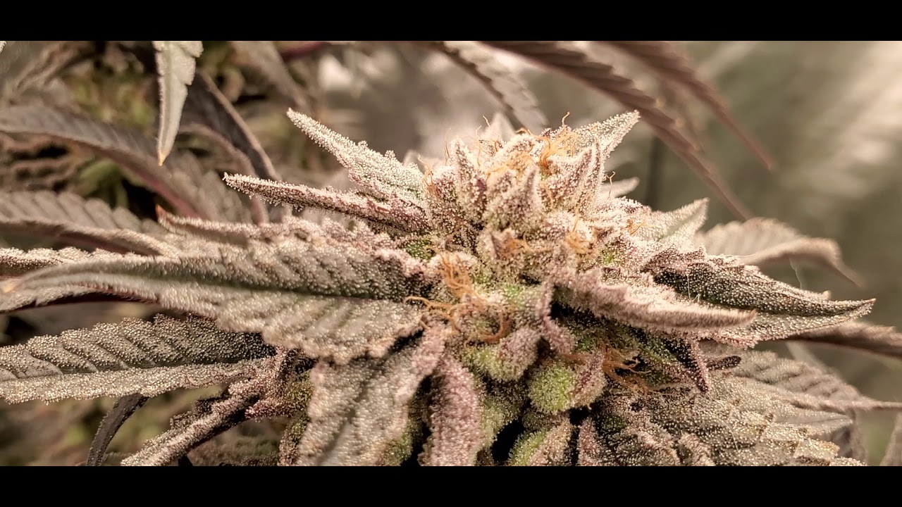 k-mintz harvest day photontek x600w pro 