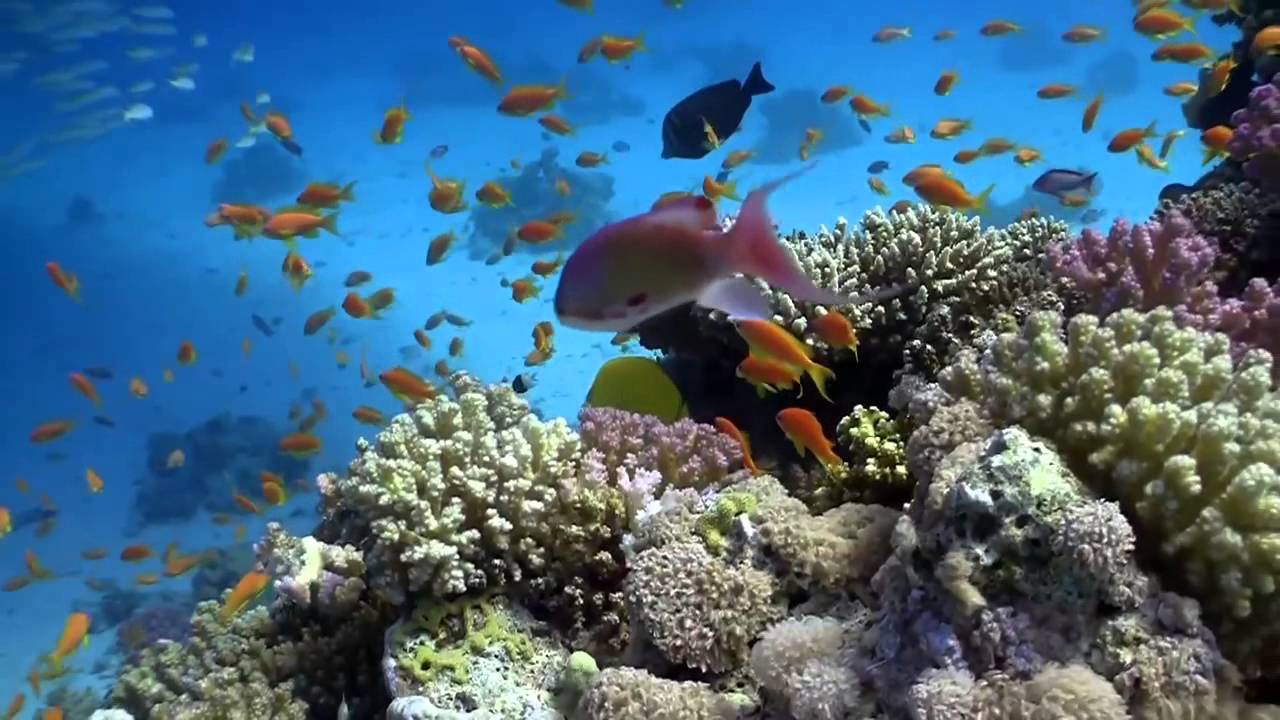 Florida Keys Coral Reef Food Web - YouTube