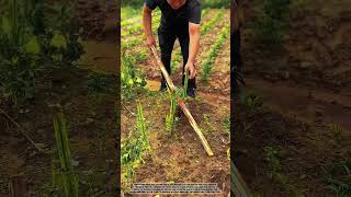 Revolutionary Agriculture Tool: The Ultimate Sharp Weeding Blade!