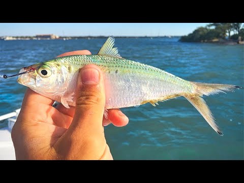 Fishing with Live