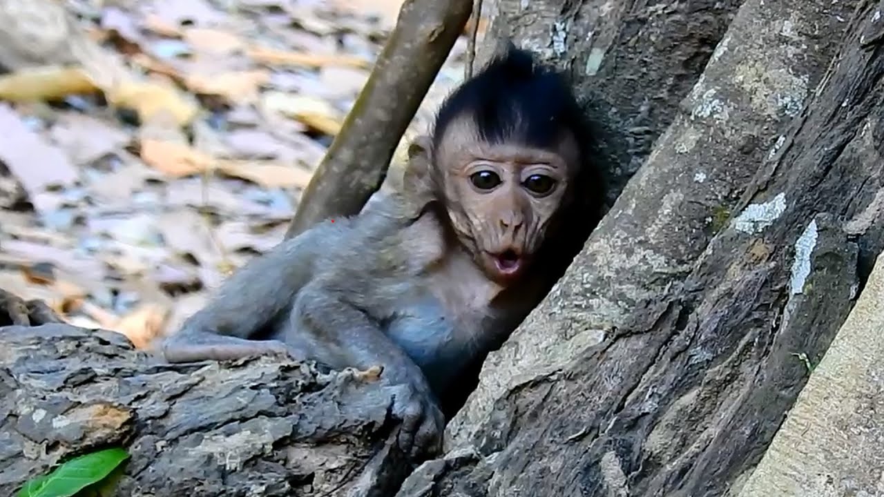 What a pity baby Jayden ! , Jayden crying seizures Jade still didn't care, Poor Jayden