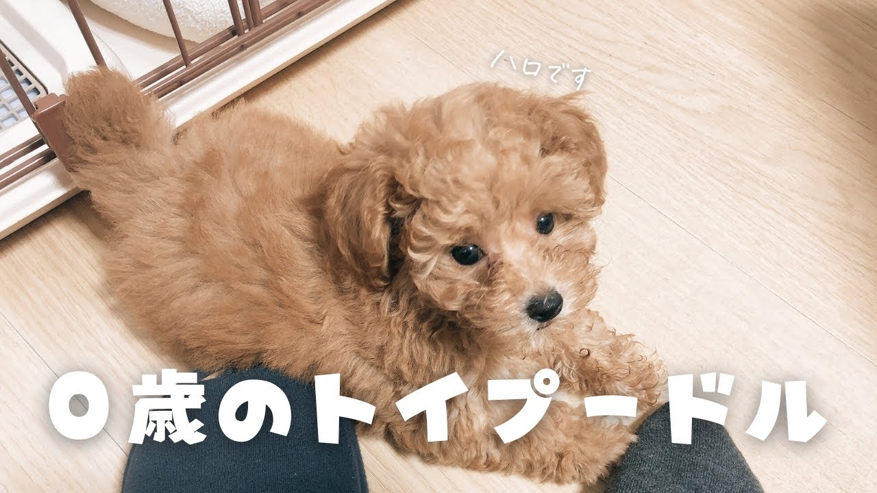 はじめまして｜可愛過ぎて、編集カットするところがありません...0歳の頃の成長記録