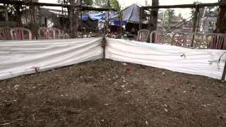 Aftermath of a Balinese cockfight