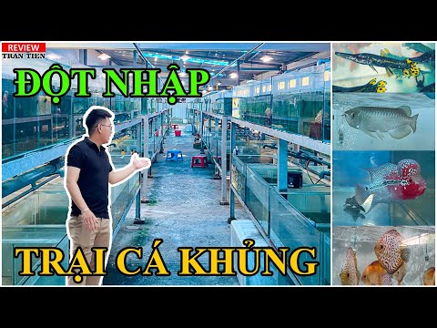 Video Đột nhập trại cá khủng chuyên sỉ cá cảnh các loại có... - youtube