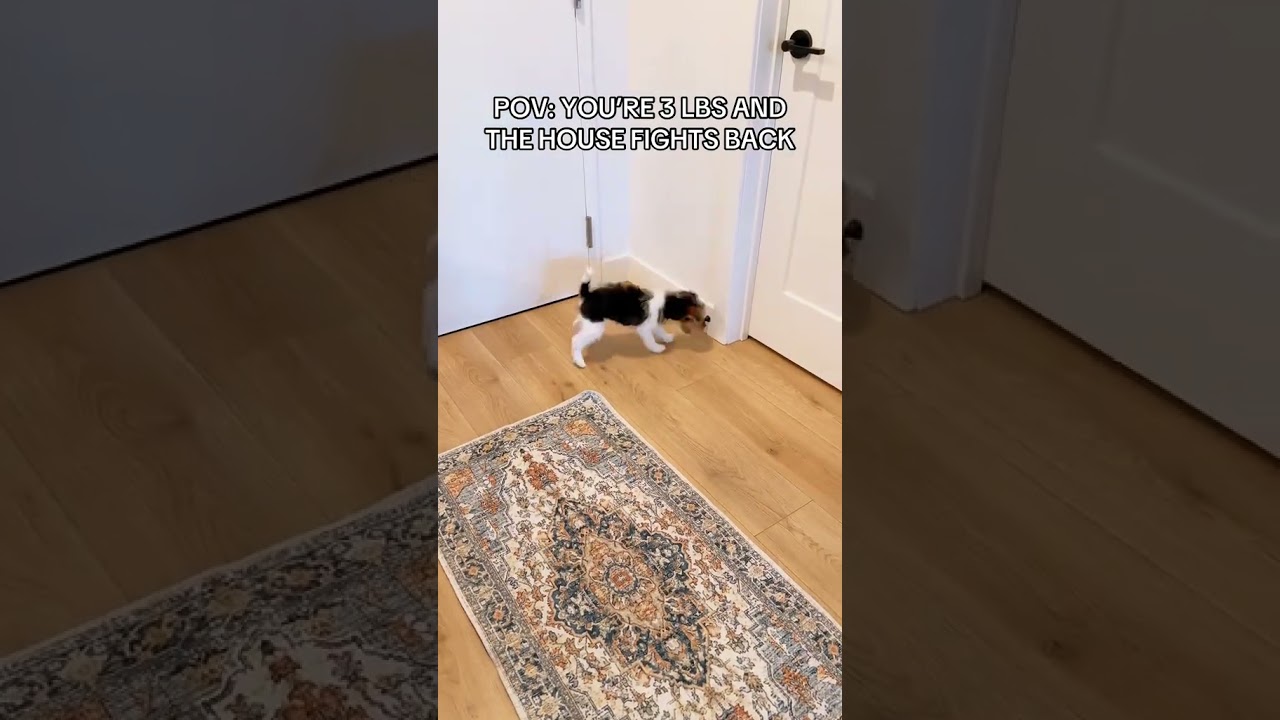 @little.miss.louise Me vs. the door stopper. Round 1: undecided 