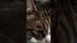 muj kot🐱