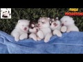 Cutes dogs  -  Cutest dog in the world -  Cute dogs Compilation 2017