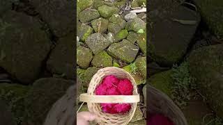 Nggatak citro makom tuo #song 