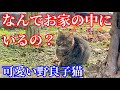 家の中にいる元野良子猫に興味津々な野良子猫