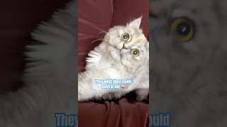 Famous My human once told me😹#catshorts #funnycat #catvideos #cutecat #viralshorts #cute #kitten #cat Wealth