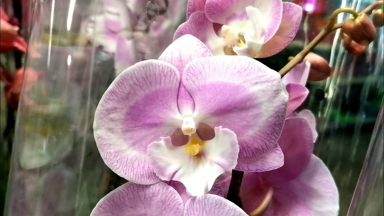 Бомбический завоз орхидей в Оби-Чёрный лебедь, море биглипов. Это 🔥 ...