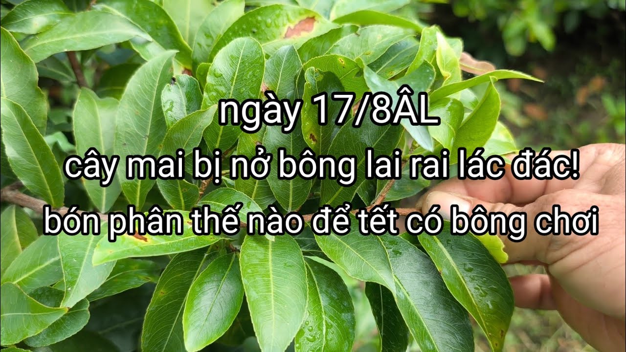 Khi nào mới bón phân nuôi dưỡng nụ mai và cây bị nở bông gió chăm sóc và bón phân thế nào?.