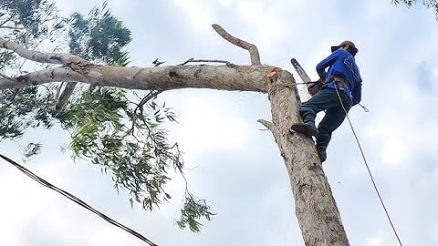 Cưa  những  cây  bạch  đàn , Gần  trụ điện .Cưa  cây  kỷ thuật cao