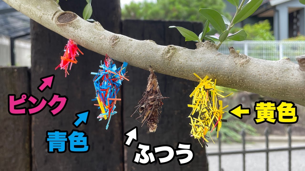 There is a strange bagworm in my garden - YouTube