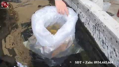 Hướng dẫn cách thả cá vào bể khi mới mua về, tránh cho cá bị sốc nước