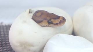 1000万円をかけて輸入した蛇の卵が孵した!!!!