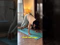 Parva Bakasana #bakasana #crowpose #yoga #yogapractice #shorts #handbalance #yogagirl #shorts #yt