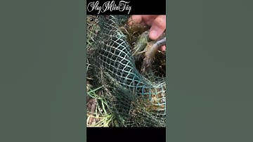 Đặt Lú Bắt Tôm Sú Miền Tây