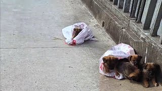 They were cruelly abandoned on the roadside\/ crying loudly for their mother