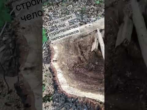 Спилили дубовый лес Чебоксарах.. главе Чувашии насрать на мнение жителей которые против варваров
