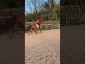 Free reign trend #bighorse #horse  #freereign
