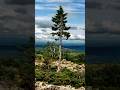 Day16: Duniya ka sabse purana tree 🌴😱||#shorts #trending #facts #ytshorts #tree