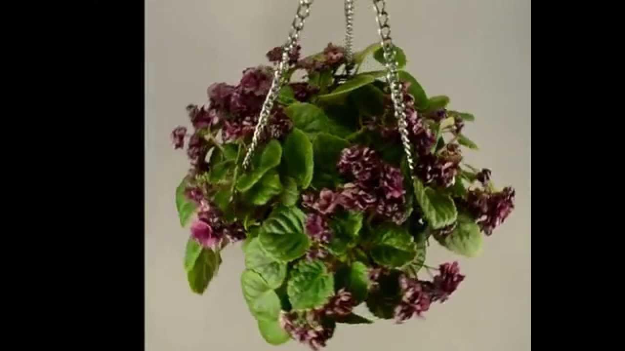 Ан красная река фиалка фото