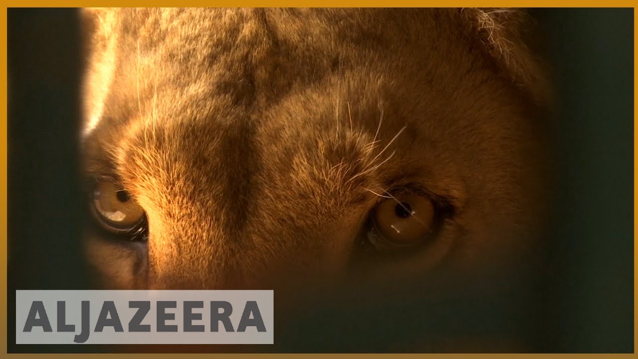 🇯🇴 إنقاذ الحيوانات من الحرب: عدة أنواع تجد السلام في الأردن | الجزيرة الإنجليزية