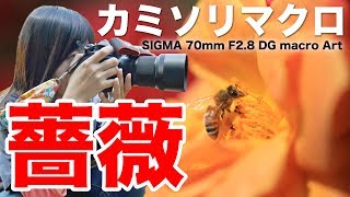 【レビュー】SIGMA 70mm F2.8 DG MACRO ART「カミソリマクロ」で薔薇を撮る【ともよ。】