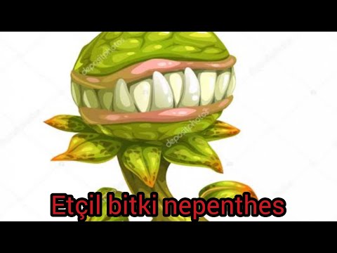 Video: Nepentes (Nepenthes) - Böcek öldürücü Bitki, Türler, Gözaltı Koşulları, Transplantasyon, üreme