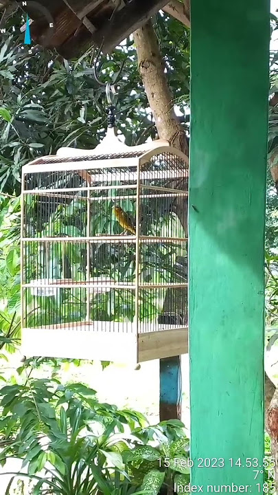 BURUNG KENARI ISIAN SIRTU