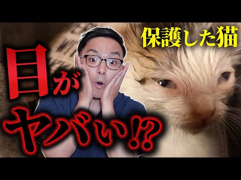 【放置はNG】ただの風邪が失明に抜歯！？猫風邪の怖さを獣医が教えます