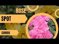available verieties updation #sale #rose