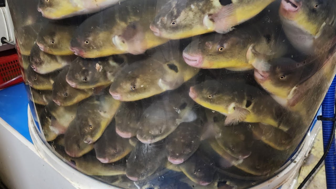 복터진날!!!  임진강와서 첨으로 대박났어요!!!  - 어부박가의 리얼 임진강