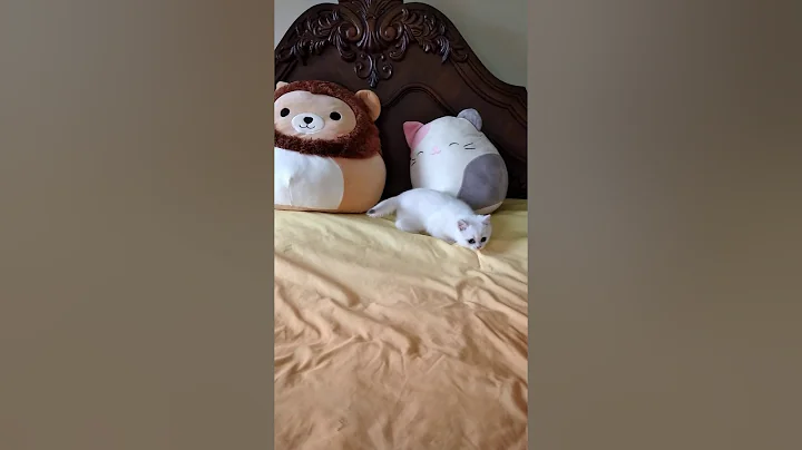 Video 781491: british shorthair black silver, british shorthair boy