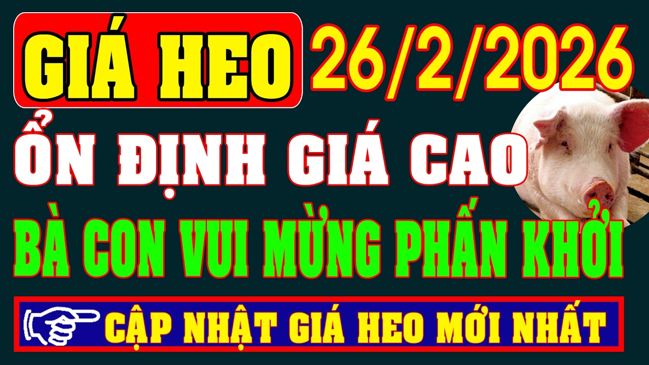 Giá Heo Hơi Ngày 26/2/2026: ỔN ĐỊNH GIÁ CAO, BÀ CON VUI MỪNG PHẤN KHỞI