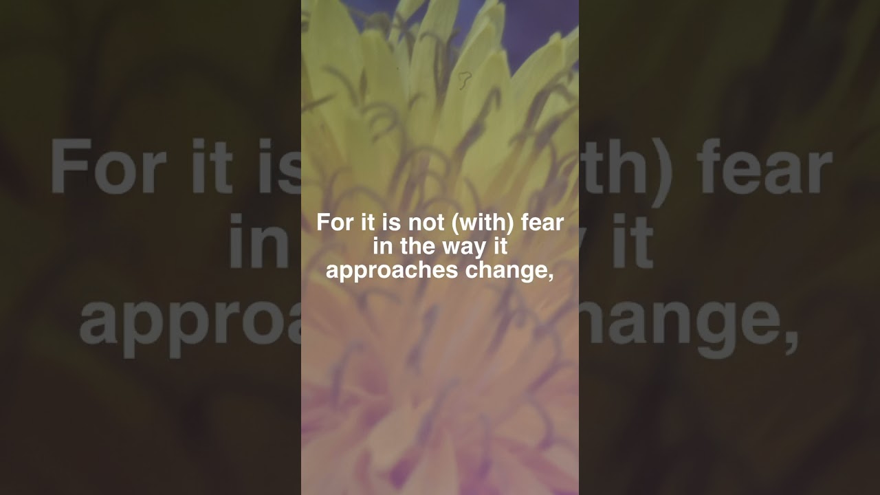 Watch What does a dandelion symbolize? #shorts #music #song on YouTube Watch What does a dandelion symbolize? #shorts #music #song on YouTube