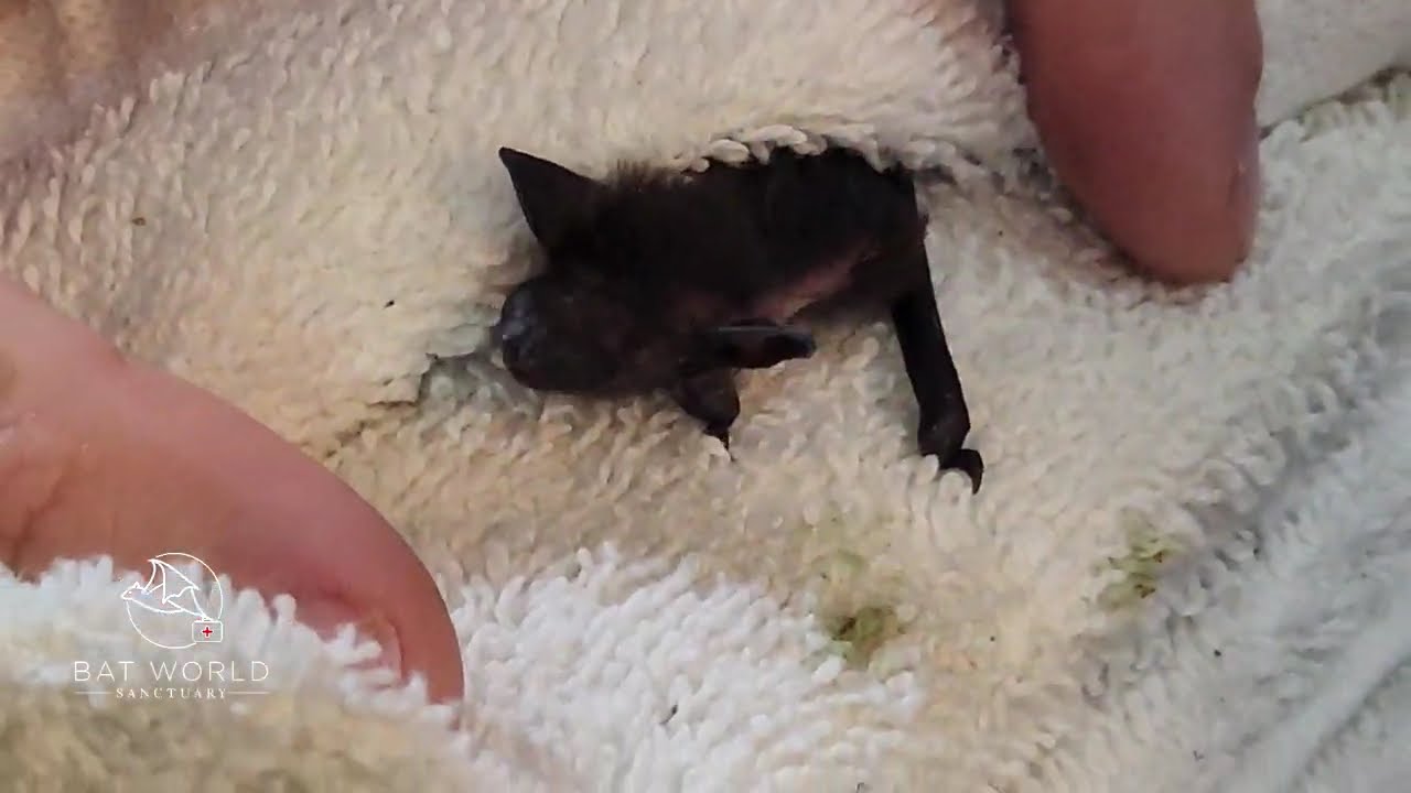 Please help us save the orphans!