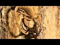 Scorpion Becomes Annoyed By Black Widow (Warning: May be disturbing to some viewers.)