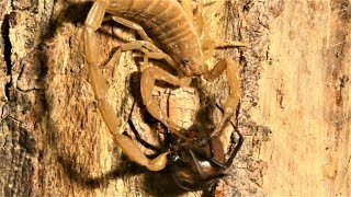 Scorpion Becomes Annoyed By Black Widow (Warning: May be disturbing to some viewers.)