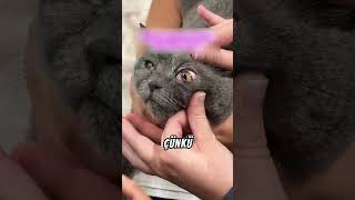 Kedinin Gözündeki Tehlike