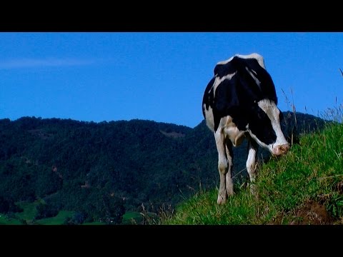 Vídeo: Què és una unitat de vaca?